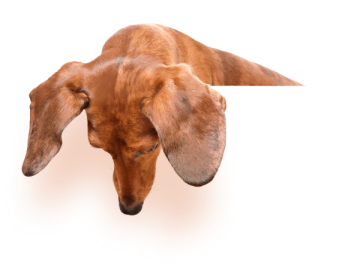 Imagen de perro salchicha